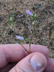 Phemeranthus rugospermus