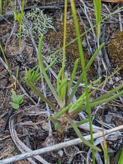 Phemeranthus rugospermus