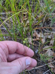 Phemeranthus rugospermus