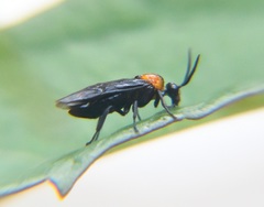 Atomacera decepta