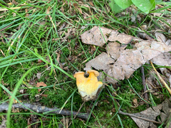 Cantharellus flavolateritius