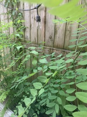 Styphnolobium japonicum