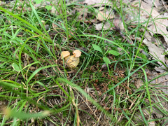 Cantharellus flavolateritius