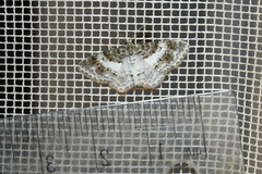 Hydrelia lucata