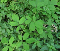 Rubus rufescens
