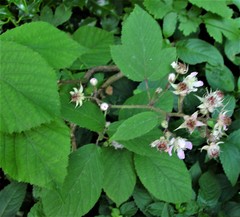 Rubus rufescens
