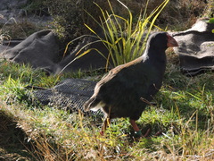 Porphyrio hochstetteri