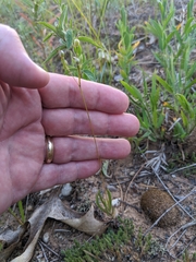 Phemeranthus rugospermus