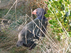 Porphyrio hochstetteri