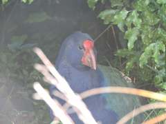 Porphyrio hochstetteri