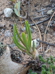 Phemeranthus rugospermus
