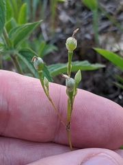 Phemeranthus rugospermus