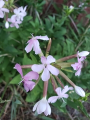 Saponaria officinalis