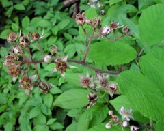 Rubus rufescens