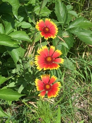 Gaillardia pulchella