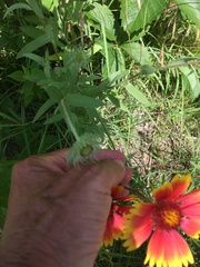 Gaillardia pulchella