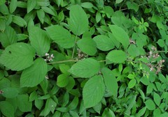Rubus rufescens