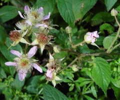 Rubus rufescens