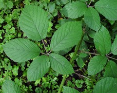 Rubus rufescens