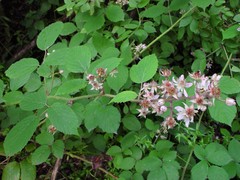 Rubus rufescens
