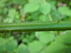 Rubus rufescens
