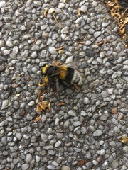 Bombus terrestris