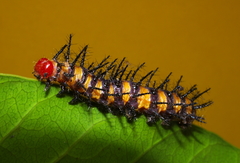 Acraea zetes