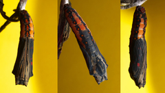 Acraea zetes