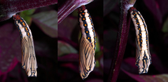 Acraea zetes