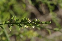 Osyridicarpos schimperianus