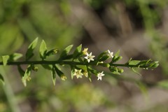 Osyridicarpos schimperianus