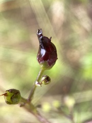 Scrophularia atrata