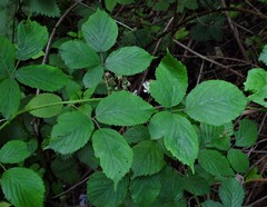 Rubus cissburiensis