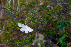 Perconia strigillaria