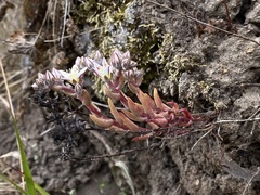Dudleya blochmaniae blochmaniae