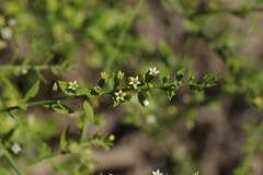 Osyridicarpos schimperianus