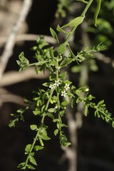 Osyridicarpos schimperianus