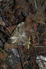 Sthenopis argenteomaculatus