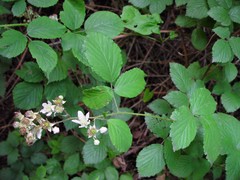 Rubus cissburiensis