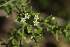 Osyridicarpos schimperianus