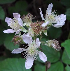 Rubus cissburiensis