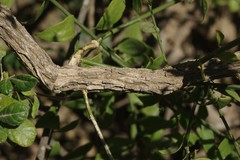 Osyridicarpos schimperianus