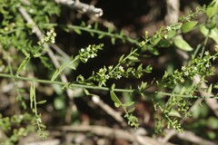 Osyridicarpos schimperianus