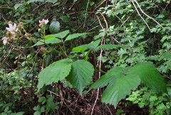 Rubus cissburiensis