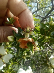 Lindleya mespiloides