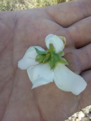 Lindleya mespiloides