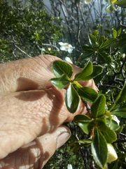 Lindleya mespiloides