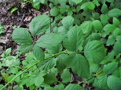 Rubus cissburiensis