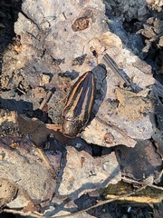 Buprestis lineata