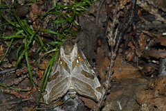 Sthenopis argenteomaculatus